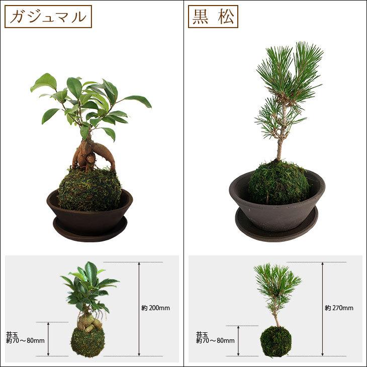 選べる8種類 ミニ観葉植物 ガジュマル サンスベリア アイビー 多肉植物 苔玉 常滑焼 B025 Bellebelle 通販 Yahoo ショッピング