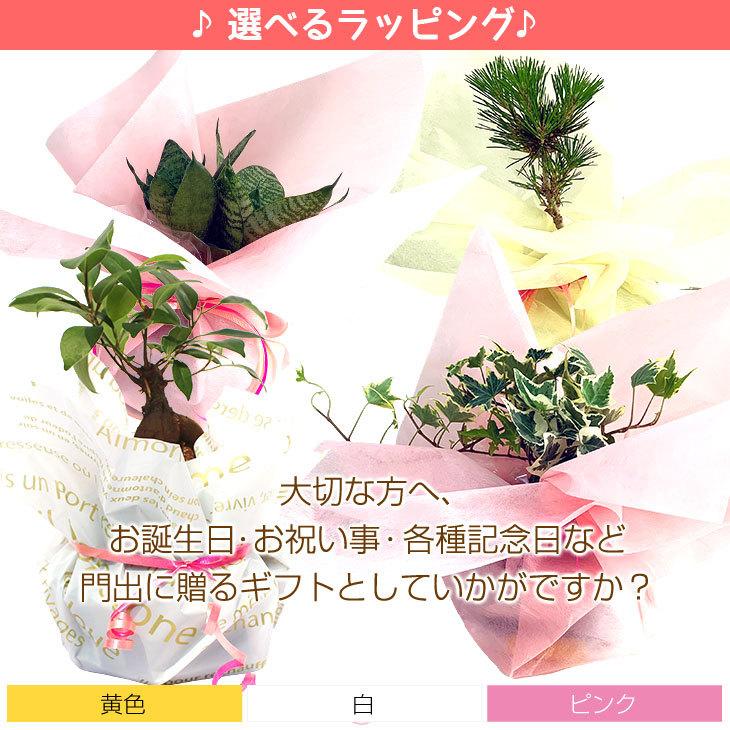 選べる8種類 ミニ観葉植物 ガジュマル サンスベリア アイビー パキラ ウンベラータ 金のなる木 多肉植物 苔玉 常滑焼｜bellebelle｜16