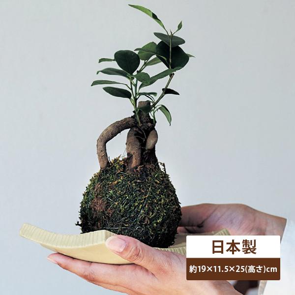 苔玉 ガジュマル 観葉植物 玄関 置きもの エントランス インテリア雑貨 おしゃれ 苔 001 ベルメゾン インテリア Yahoo 店 通販 Yahoo ショッピング