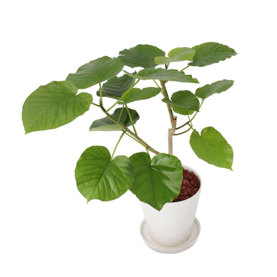 ガイドを 観葉植物 フィカス ウンベラータ 6号 ベルメゾン Paypayモール店 通販 Paypayモール をつけると Shineray Com Br