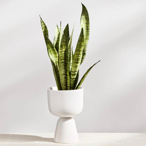 新品美品　 ナップラ プラントポット　ホワイト iittala（イッタラ） ナップラ プラントポット 230x155mm ホワイト