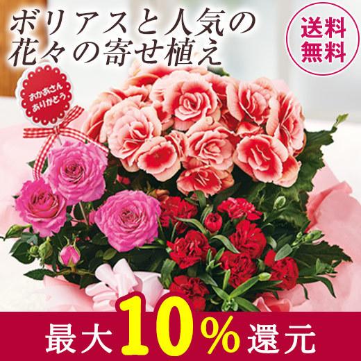 母の日 21 ギフト 贈答 プレゼント 寄鉢 鉢植え 八重咲リーガスベゴニア ボリアス寄鉢７号 母の日期間お届け ベルーナグルメpaypayモール店 通販 Paypayモール