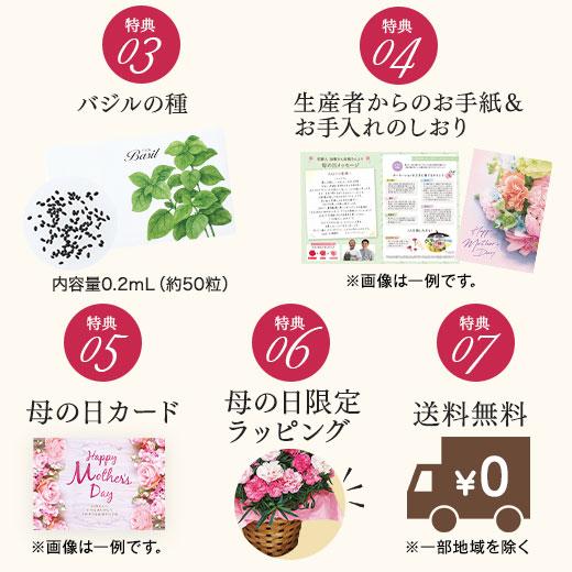 母の日 プレゼント 花 2024 贈答 ギフト カーネーション 花鉢 鉢植え 5号 カンタービレ 【ギフト対象商品】｜bellunafoods｜05