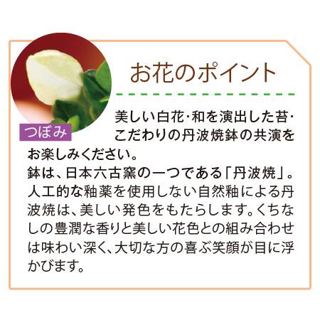 母の日 プレゼント 花 2024 贈答 ギフト 鉢植え 5号 盆栽 香りただよう くちなし 盆栽 【ギフト対象商品】｜bellunafoods｜03