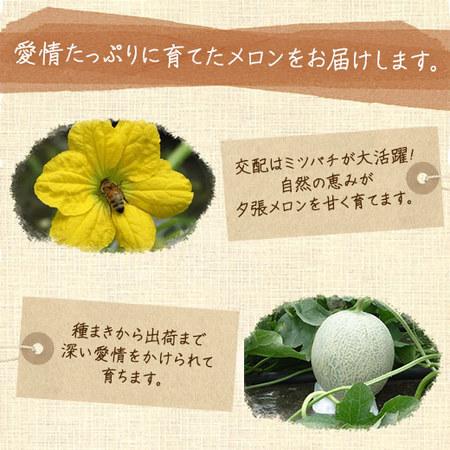 新版 メロン フルーツ 果物 21年 ギフト お中元 御中元 お中元ギフト 送料無料 人気 夕張メロン 4玉 8kg 優品 7月上旬より順次発送 人気ショップが最安値挑戦 Www Kmhsystems Com