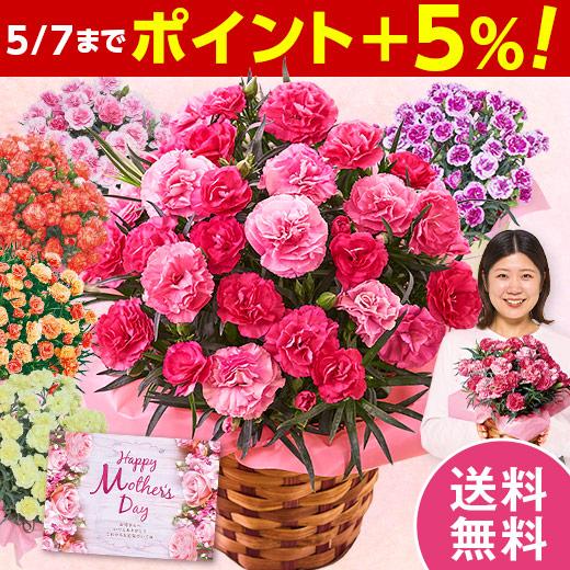 母の日 プレゼント 花 2026 予約 ギフト カーネーション 花鉢 鉢植え さくらもなか 5号 母の日期間お届け 【送料無料】（Yahoo!・ベルーナグルメヤフー店）