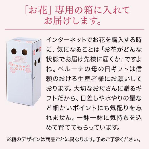 ＼遅れてごめんね／ 母の日 特別送料無料 プレゼント 花 2024 贈答 ギフト カーネーション 花鉢 鉢植え 5号 さくらもなか 5日前後お届け｜bellunafoods｜15