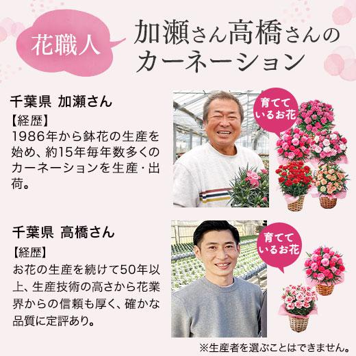 ＼受注延長！／ 母の日 プレゼント 花 2024 贈答 ギフト カーネーション 花鉢 鉢植え 5号 さくらもなか 【ギフト対象商品】｜bellunafoods｜03