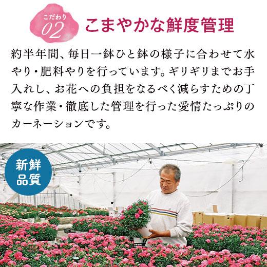 母の日 プレゼント 花 2024 贈答 ギフト カーネーション 花鉢 鉢植え 5号 フロランタン 【ギフト対象商品】｜bellunafoods｜08