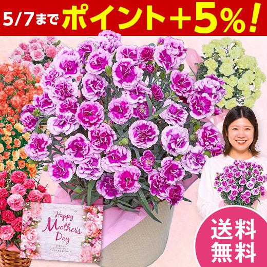 母の日 プレゼント 花 2026 予約 ギフト カーネーション 花鉢 鉢植え オルフィカ 5号 母の日期間お届け 【送料無料】（Yahoo!・ベルーナグルメヤフー店）