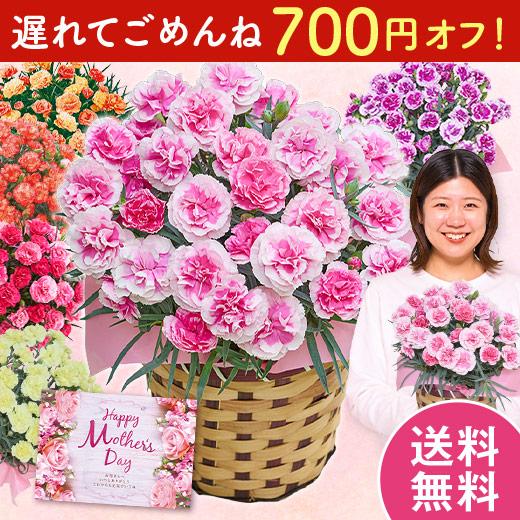 ＼700円オフ！／ 遅れてごめんね 母の日 プレゼント 花 2026 ギフト カーネーション 花鉢 鉢植え ティーパーティー 5号 7日前後お届け 【送料無料】（Yahoo!・ベルーナグルメヤフー店）