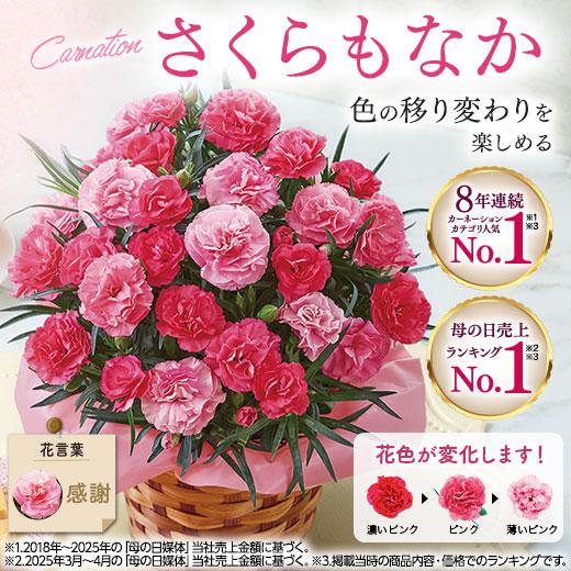 BELLUNA ＼700円オフ！／ 遅れてごめんね 母の日 プレゼント 花 2026