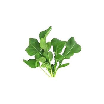 栽培 キット 室内 セット ハーブ おしゃれ ムーミン ルッコラ Km インテリア生活雑貨お取り寄せ通販 通販 Yahoo ショッピング