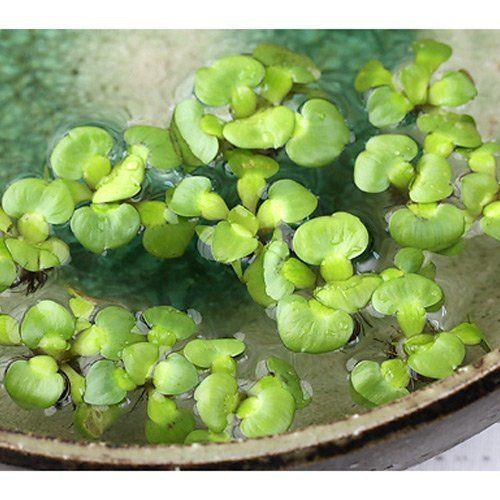 水草 ぷちホテイ草 無農薬 ３株 金魚 メダカ Bellwing 通販 Yahoo ショッピング