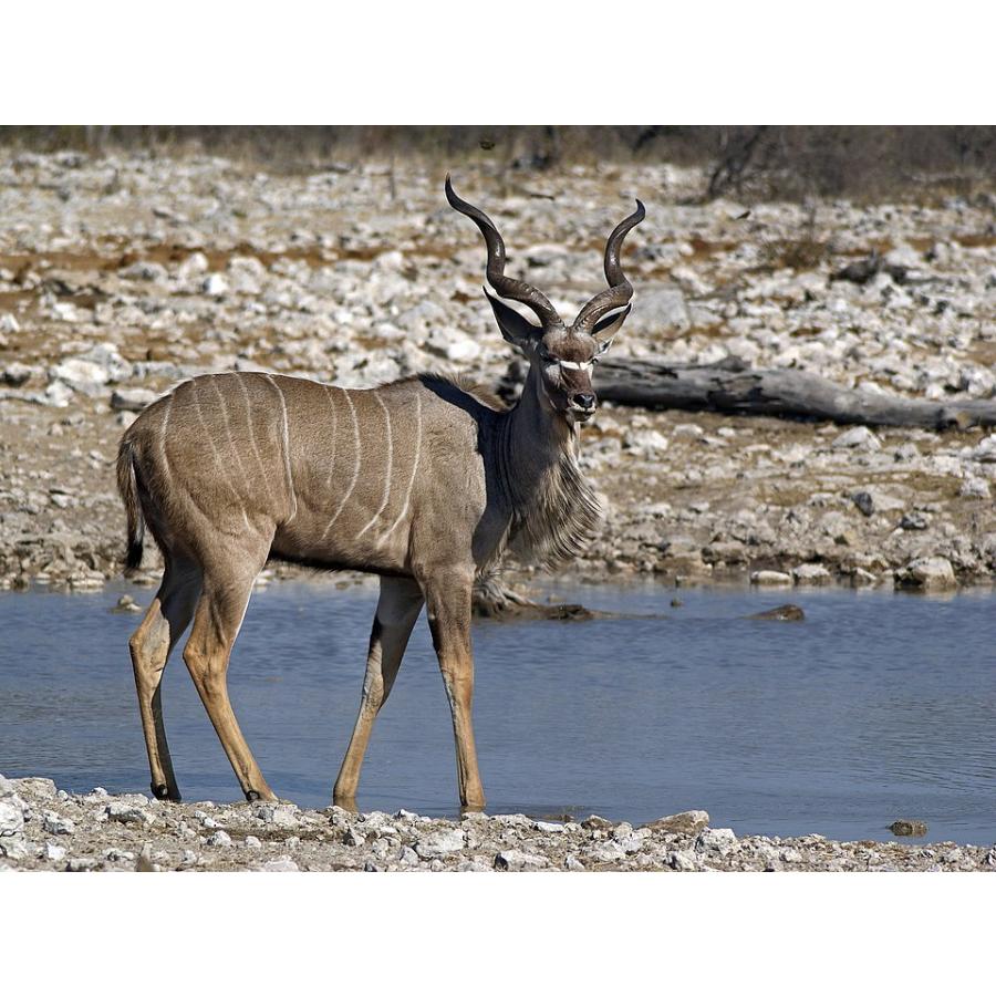 ポストにお届け】ベルト ダブルリングベルト 希少な kudu クードゥー
