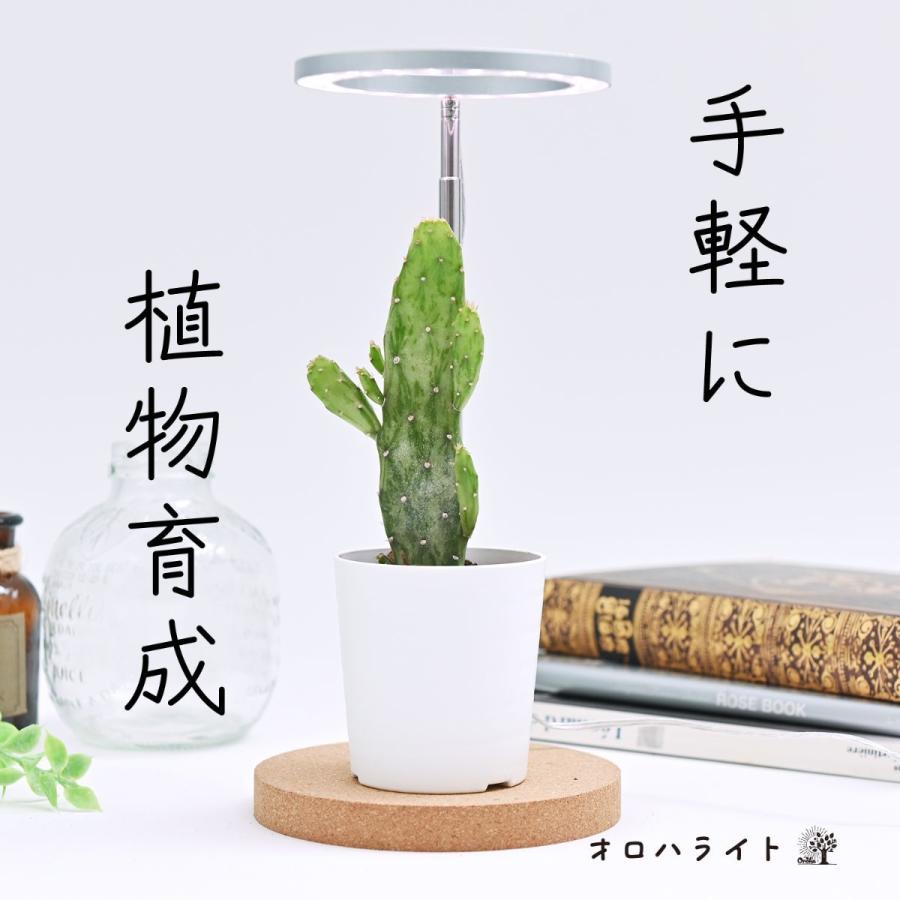 植物育成用LEDライト　「オロハライト」 〜oroha light〜　植物育成に適したLEDライト　コンパクトで、タイマー付き　２色のカラーでインテリアを演出 | 