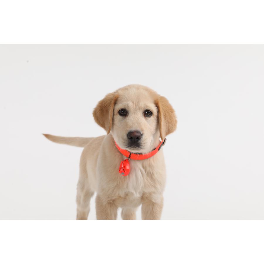 「チックレス」ペット用 ダニ対策 ノミ対策 薬を使わない 超音波 犬・猫 マダニ対策 (TICKLESS PET) バッテリータイプ |  | 07