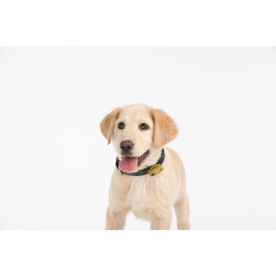 「チックレス ミニ USBタイプ(TICKLESS mini USB)」ペット用 ダニ対策 ノミ対策 薬を使わない 超音波 犬・猫 マダニ対策 |  | 15