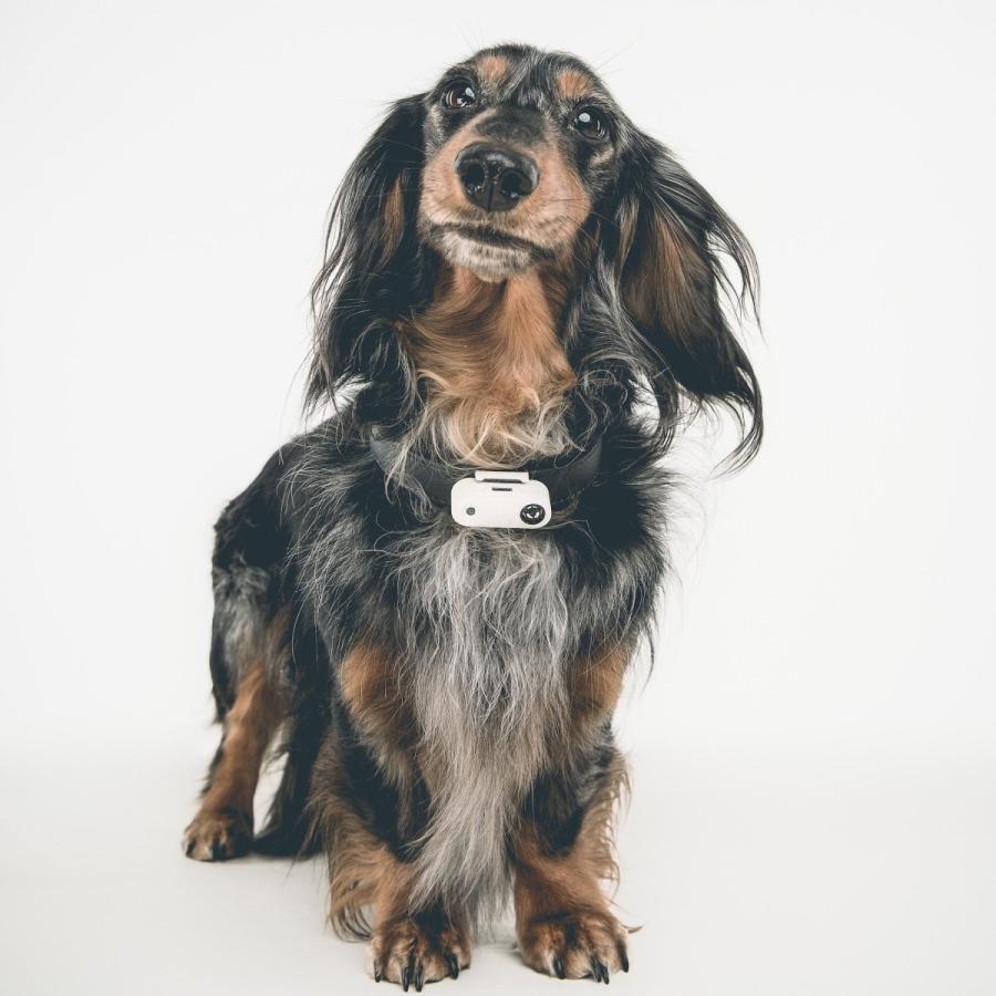 「チックレス USBタイプ」ペット用 防虫 ダニ ノミ対策 薬を使わない 超音波 充電式 犬猫 さんぽ 首輪リード ハーネス 小型中型大型 (TICKLESS mini USB2026) |  | 14