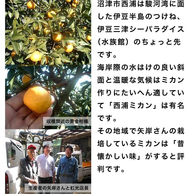 今季販売終了間近!】黄金柑 大箱 (約5kg) 静岡県沼津市西浦 今季販売終了間近!】黄金柑 大箱 (約5kg) 静岡県沼津市西浦