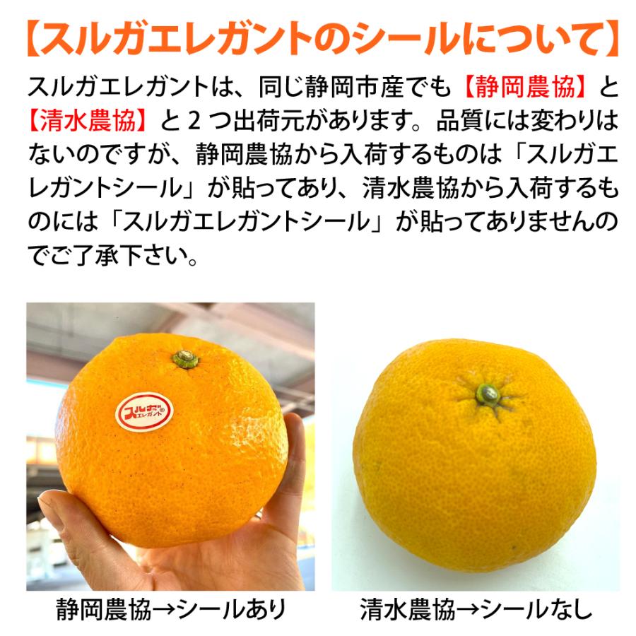 予約・3月上旬頃から順次出荷開始予定】静岡市特産 スルガエレガント