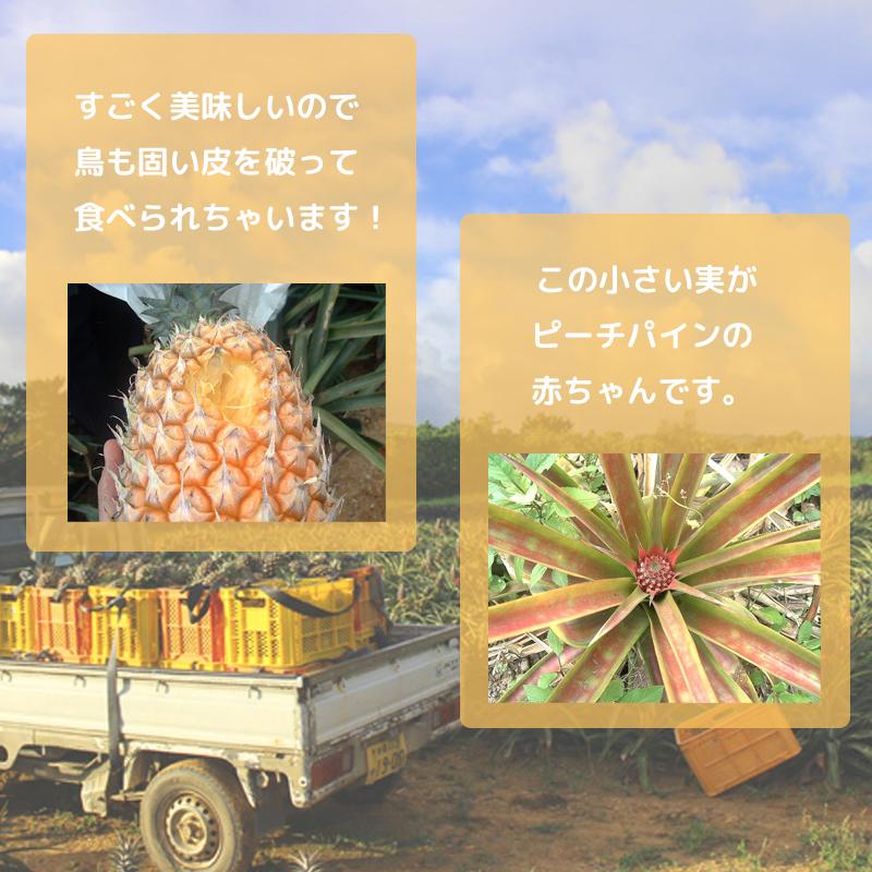 西表島産 ピーチパイン 約16kg 中玉サイズ 今季販売終了間近！・残り2箱】沖縄西表島産 ピーチパイン 中箱 (2.5kg