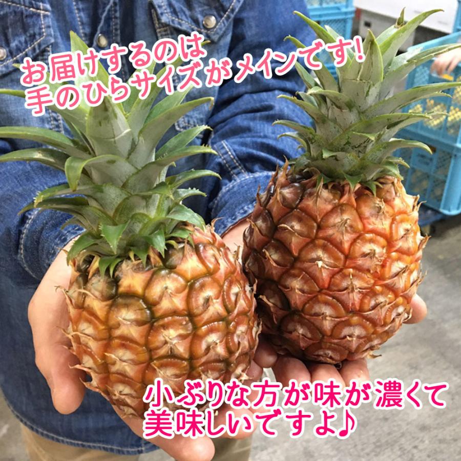 今季販売終了間近！・残り2箱】沖縄西表島産 ピーチパイン 中箱 (2.5kg