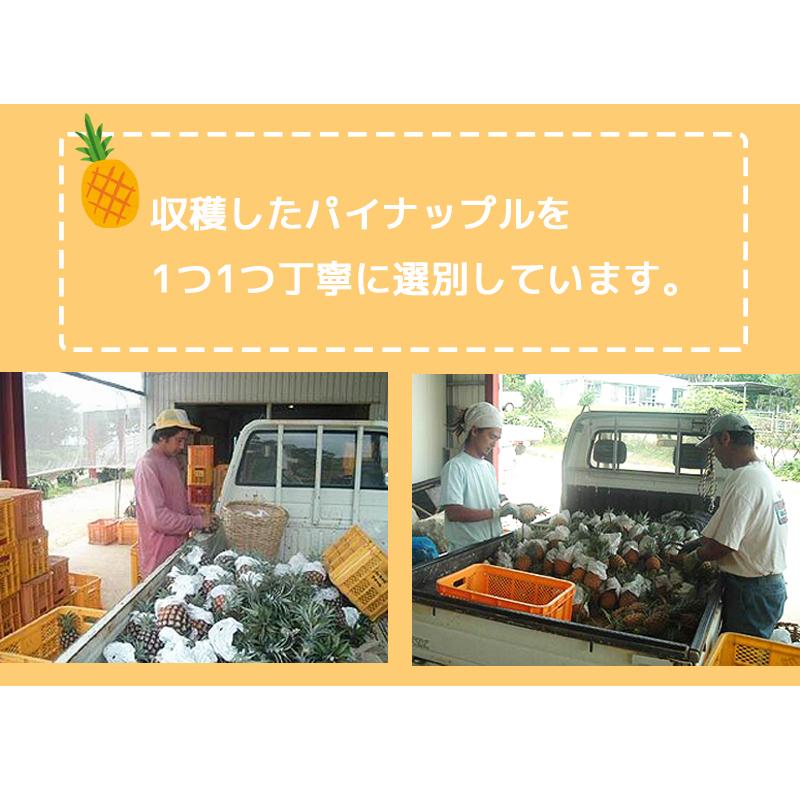 今季販売終了間近！・残り2箱】沖縄西表島産 ピーチパイン 中箱 (2.5kg
