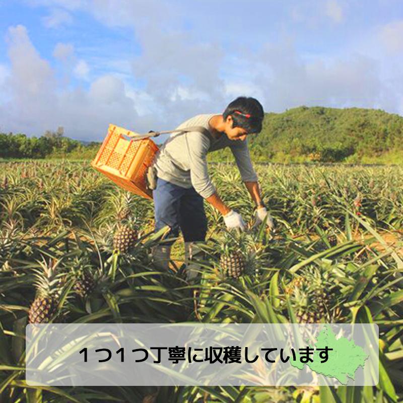 早期予約割！800円OFF！7780円→6980円！】沖縄西表島産 ピーチ