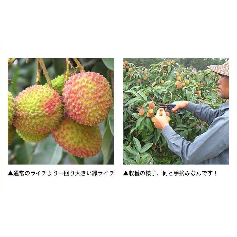 予約・最終入荷7/17（木）予定】【送料無料】緑ライチ 妃子笑 約
