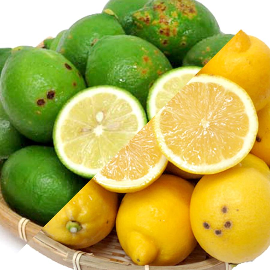 国産 レモン 静岡産 訳あり B品 3kg 「北海道・沖縄の配送+1100円