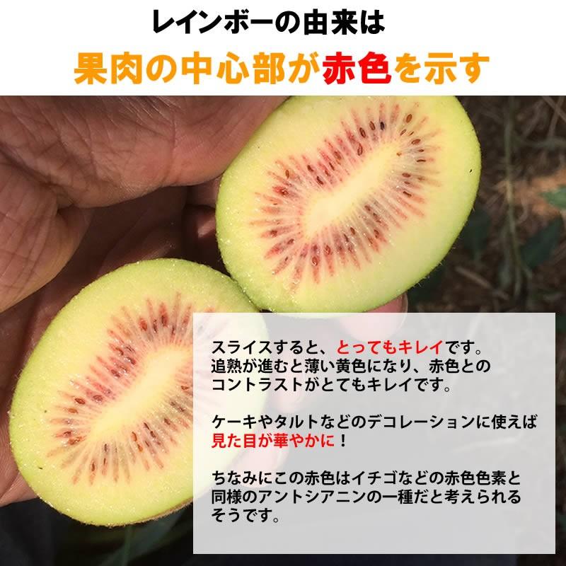 めがね　2箱分　　超大粒　レインボーレッド　紅妃　キウイフルーツ 静岡産 レインボーレッドキウイ 小箱 （中玉〜大玉約8〜12個入