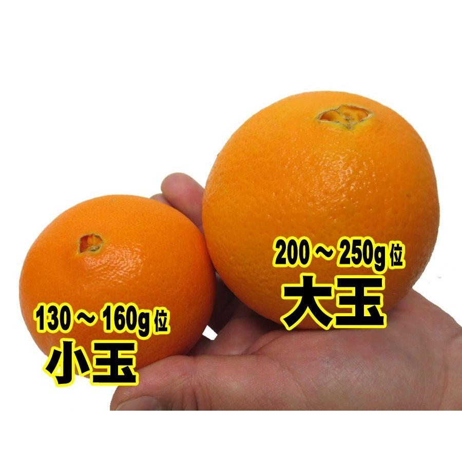 オレンジ 約10kg（約46〜66玉）「北海道・沖縄は+1100円」 アメリカ オーストラリア ネーブル バレンシア 柑橘 果物_1