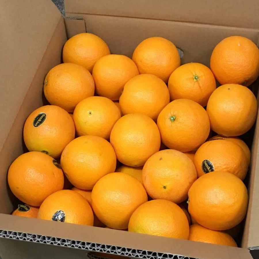 オレンジ 約10kg（約46〜66玉）「北海道・沖縄は+1100円」 アメリカ オーストラリア ネーブル バレンシア 柑橘 果物_2