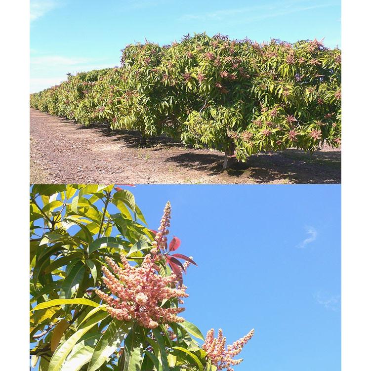 オーストラリア産 マンゴー 小箱 約2〜3玉入 (約0.7キロ前後)「北海道