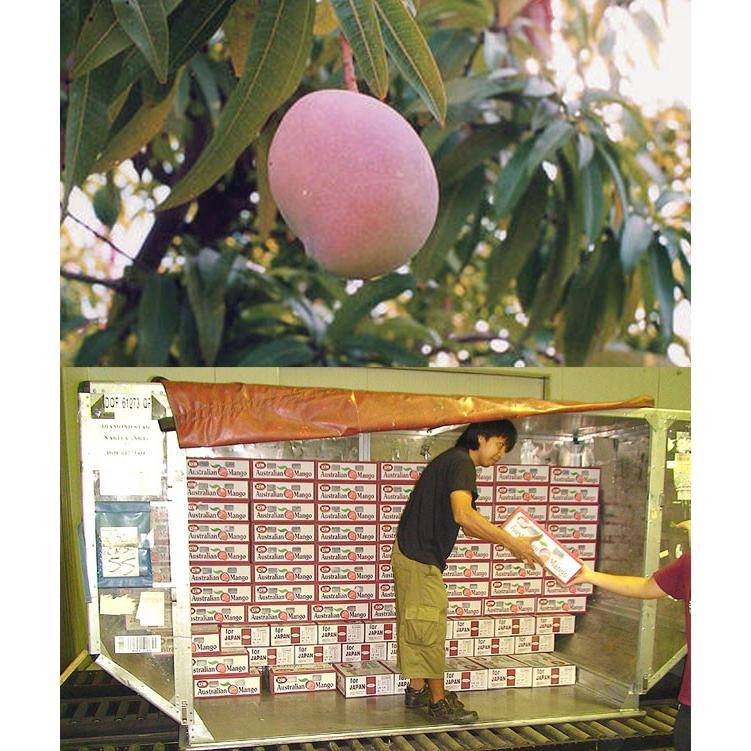 オーストラリア産 マンゴー 小箱 約2〜3玉入 (約0.7キロ前後)「北海道