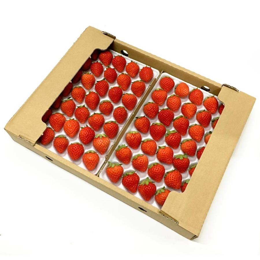 国産いちご 【Sサイズ (35〜36粒) 約250g×4トレー】〔日付指定の欠品時