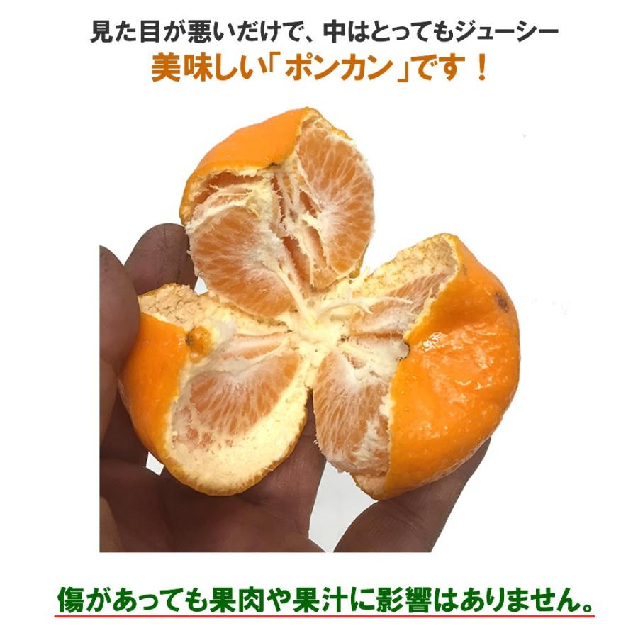 ポンカン ぽんかん 訳あり 太田ポンカン 8kg 「北海道・沖縄・その他