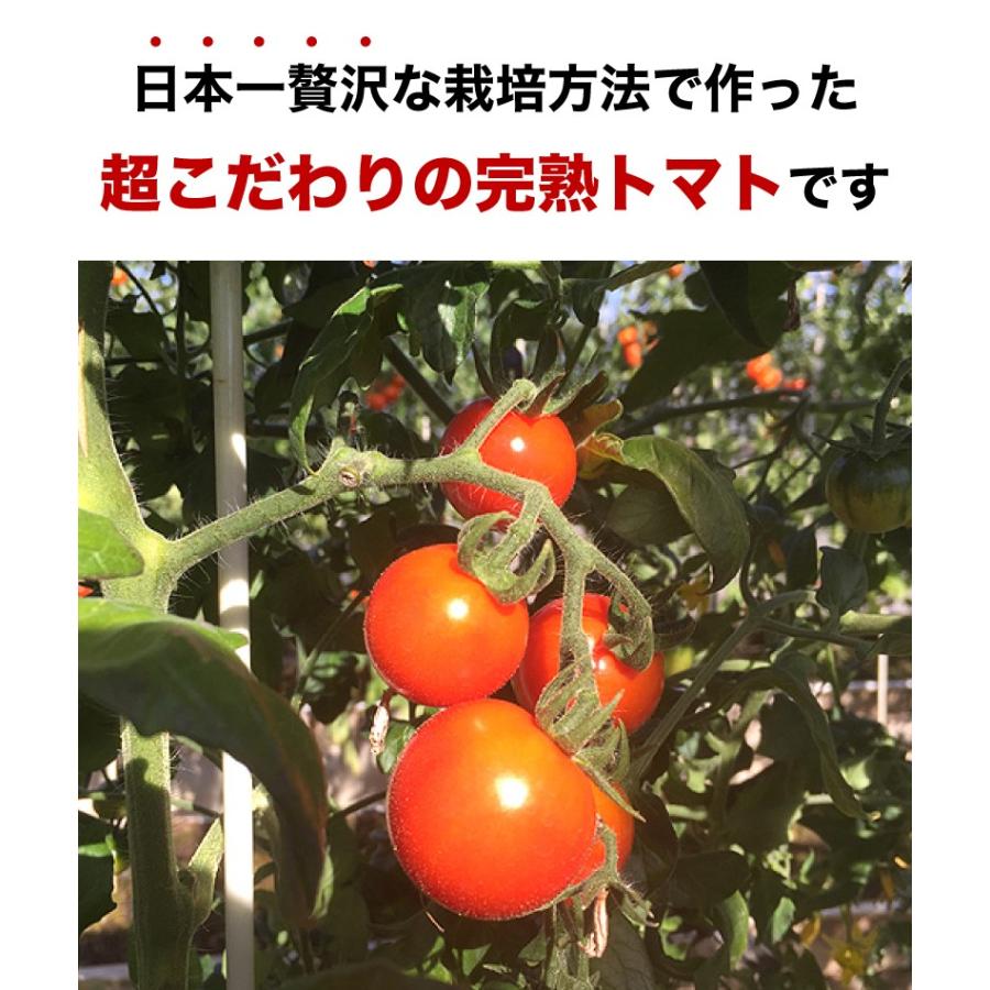 予約・ご予約順に出荷中！】【糖度約13度】静岡産 フルティカトマト 小