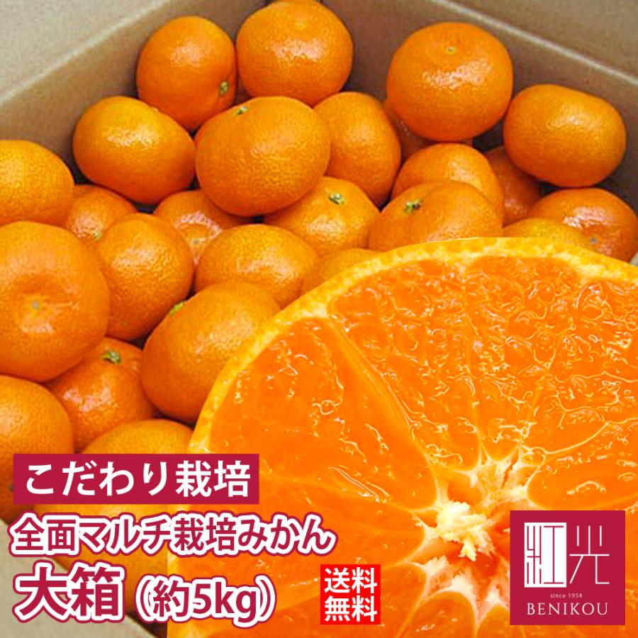 スペシャル価格 予約 12月中旬頃出荷開始予定 すっごく甘い 全面マルチ栽培みかん 大箱 約5kg 北海道 沖縄は 1100円 ミカン 蜜柑 横須賀みかん 大阪値下げ Www Superavila Com