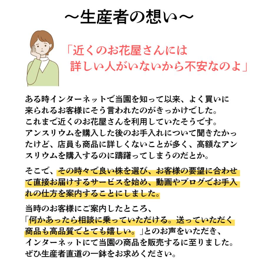 (ピンク) 愛んすりうむ5号 高さ50cm アンスリウム アンスリューム  【異色含め同サイズ6鉢以上で送料無料】 |  | 10