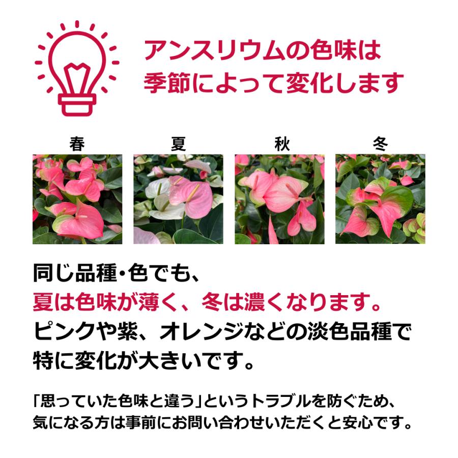(ピンク) 愛んすりうむ5号 高さ50cm アンスリウム アンスリューム  【異色含め同サイズ6鉢以上で送料無料】 |  | 11
