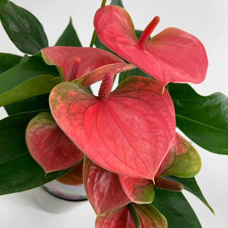 (ピンク) 愛んすりうむ5号 高さ50cm アンスリウム アンスリューム  【異色含め同サイズ6鉢以上で送料無料】 |  | 03