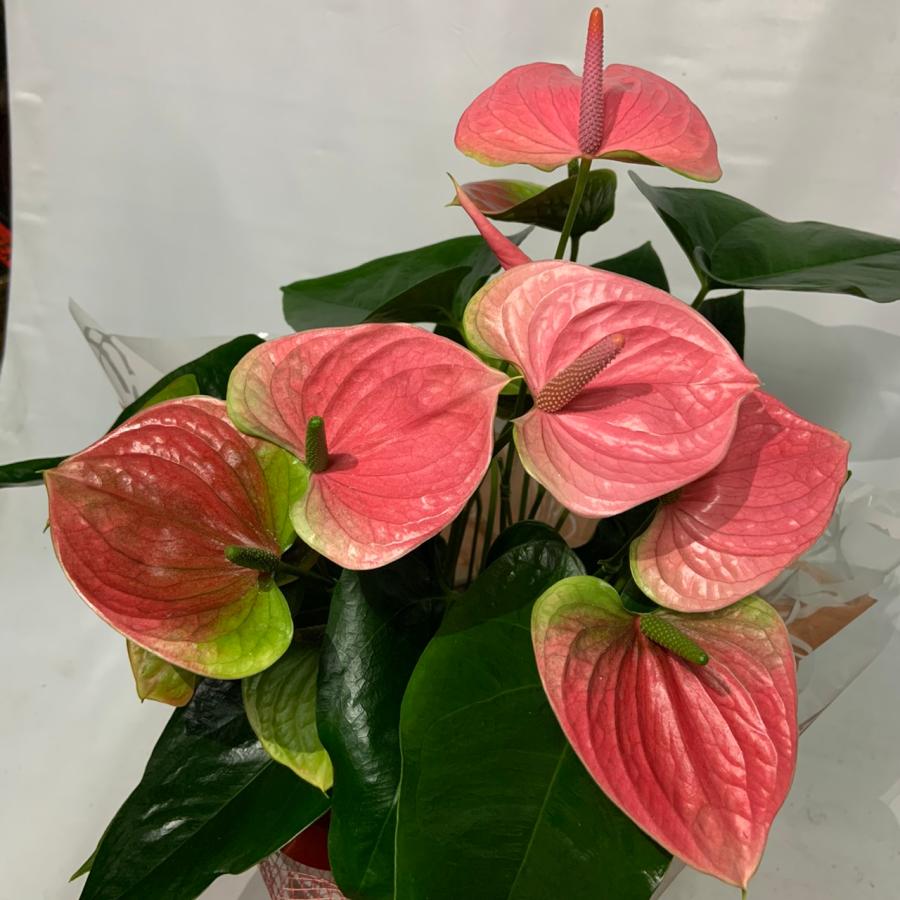 ピンク) 愛んすりうむ5号 高さ50cm アンスリウム アンスリューム