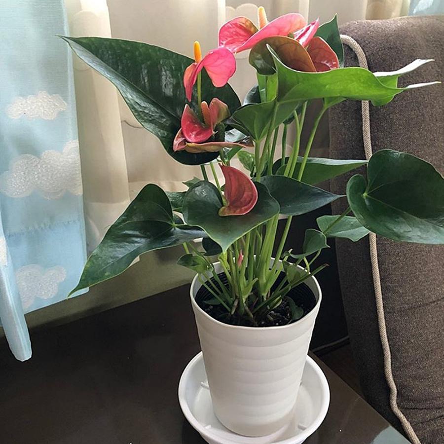 (ピンク) 愛んすりうむ5号 高さ50cm アンスリウム アンスリューム  【異色含め同サイズ6鉢以上で送料無料】 |  | 05