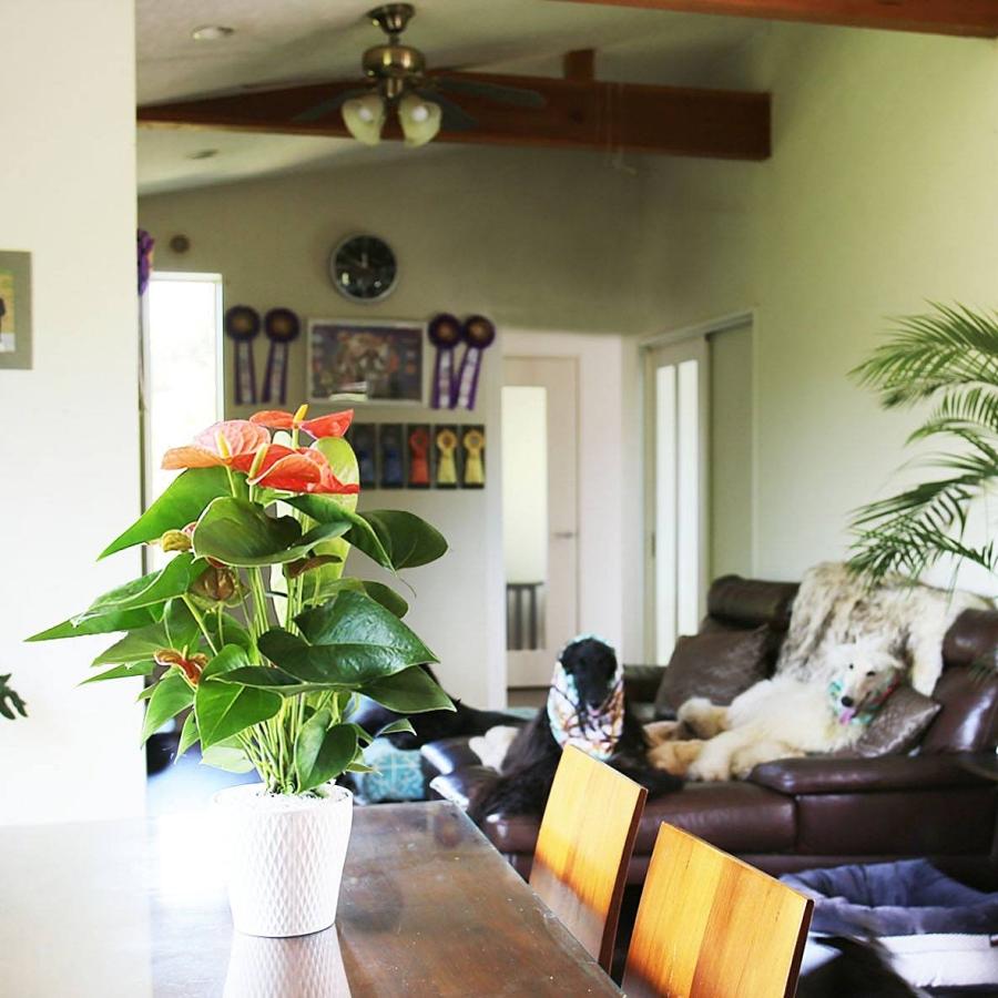 ピンク) 愛んすりうむ5号 高さ50cm アンスリウム アンスリューム