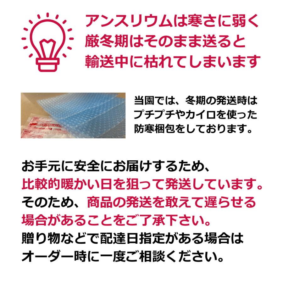 (色・品種おまかせ) 愛んすりうむ6号 高さ60cm アンスリウム アンスリューム  【異色含め同サイズ4鉢以上で送料無料】 |  | 12