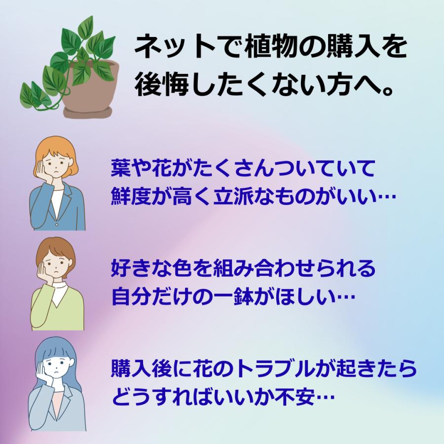 (紫) 愛んすりうむ6号 高さ60cm アンスリウム アンスリューム【異色含め同サイズ4鉢以上で送料無料】 |  | 01