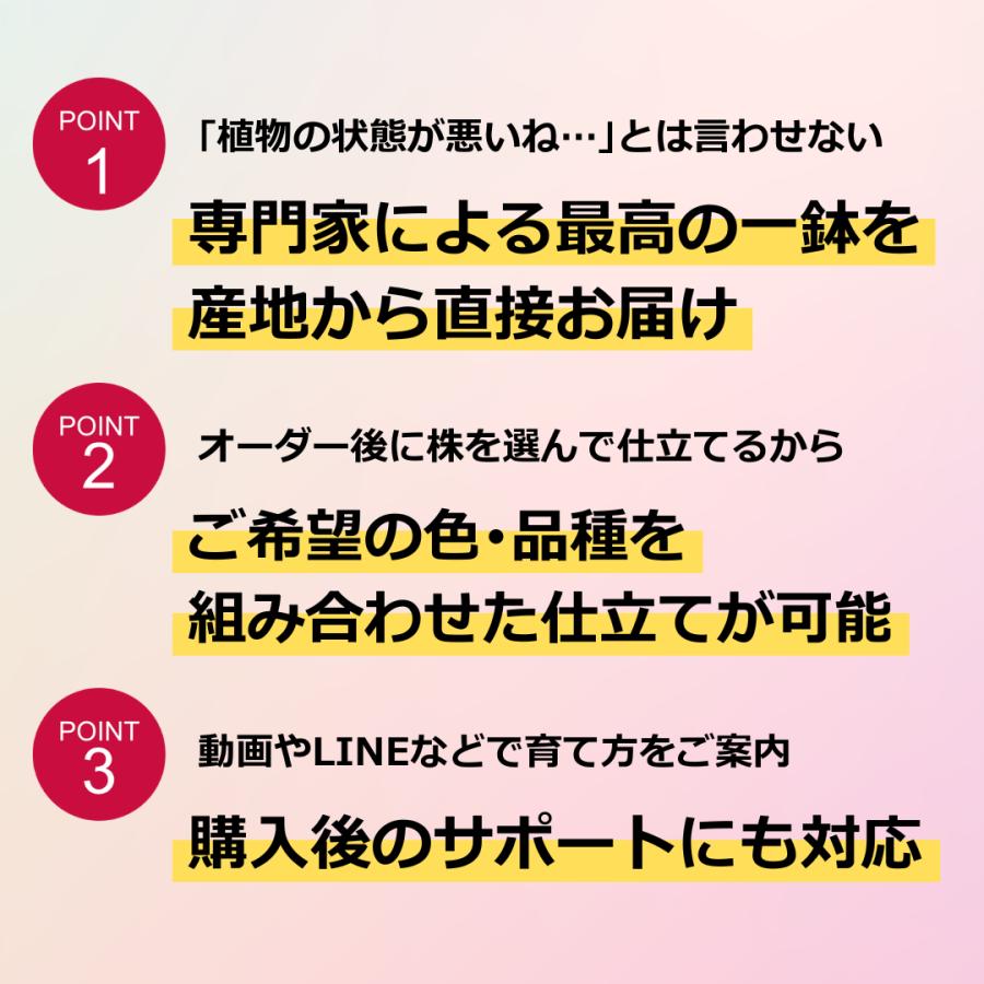 (紫) 愛んすりうむ6号 高さ60cm アンスリウム アンスリューム【異色含め同サイズ4鉢以上で送料無料】 |  | 02