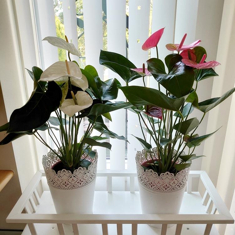 すずりん様 テラヘルツパーム♡握り石No.1603 再入荷 赤) 愛んすりうむ6号 高さ60cm アンスリウム アンスリューム